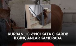 Kesmek için büyükbaş hayvanı 6'ıncı kata çıkardı
