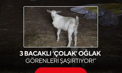 3 bacaklı doğdu, hayata tutundu: ‘Çolak’ oğlak görenleri şaşırtıyor