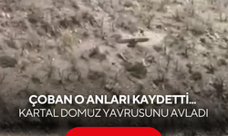 Çoban o anları saniye saniye kaydetti... Kartalın domuz yavrusunu avladığı anlar