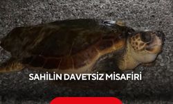 Sahilin davetsiz misafiri...