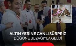Düğünde görülmemiş takı! Kurdeleli buzağı damada hediye edildi...
