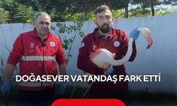 Ormanında alanda şaşırtan görüntü... Doğasever vatandaş fark etti...