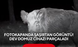 Fotokapanda şaşırtan görüntü! Dev domuz cihazı parçaladı