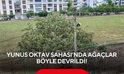 Fırtına Salihli’de etkili oldu, Yunus Oktav Sahası’nda ağaçlar böyle devrildi