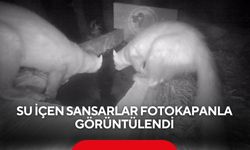 Su içen sansarlar fotokapanla görüntülendi