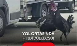 Yol ortasında hindi düellosu! Trafik kilitlendi, o anlar kamerada