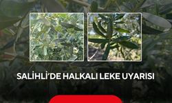 Salihli’de zeytin üreticilerine kritik uyarı: Halkalı leke hastalığına dikkat