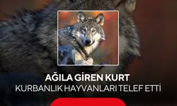 Ağıla giren kurt kurbanlık hayvanları telef etti