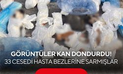 Kan donduran olay! 33 kedi ölü bulundu
