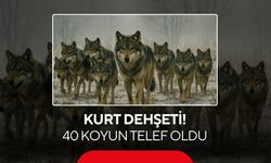 Kurt sürüsü ağıla girdi… Çok sayıda küçükbaş hayvan telef oldu