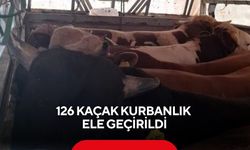 126 kaçak kurbanlık ele geçirildi