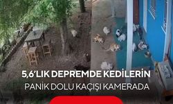 5,6’lık depremde kedilerin panik anları kamerada