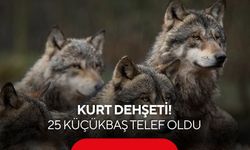Kurt dehşeti: 25 küçükbaş telef oldu
