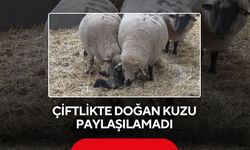 Çiftlikte doğan kuzu paylaşılamadı: İki anne bir yavru