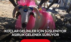 Koçlar gelinler için süsleniyor asırlık gelenek sürüyor
