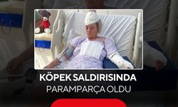 Köpek saldırısında paramparça oldu... 80 dikiş, kopan deri, tutulmayan sözler...