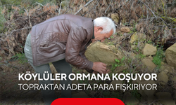 Köylüler akın akın ormana koşuyor: Küle dönen topraktan adeta para fışkırıyor