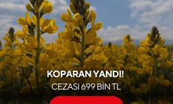 Sadece Türkiye’de yetişiyor! Koparmanın cezası 699 bin TL