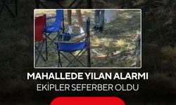 Mahallede sarı yılan alarmı! Ekipler seferber oldu...