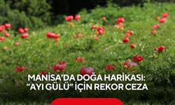 Manisa’da doğa harikası 'Ayı Gülü' için rekor ceza