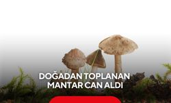 Doğadan toplanan mantar can aldı: 5 aylık hamile kadın öldü