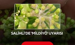 Salihli’de bağlarda Mildiyö alarmı: Üreticilere kritik ilaçlama uyarısı