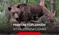 Mantar toplarken ayı saldırısına uğrayan kişi yaralandı