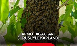 Armut ağacı arı sürüsüyle kaplandı