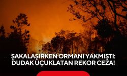 Şakalaşırken ormanı yakmıştı: Dudak uçuklatan rekor ceza!