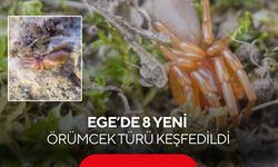 Bilim dünyasını heyecanlandıran keşif: Ege’de 8 yeni örümcek türü bulundu