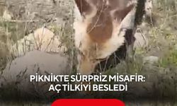 Piknikte sürpriz misafir: Aç tilkiyi besledi