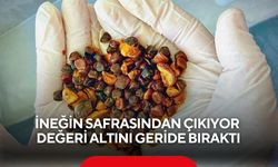 İneğin safrasından çıkıyor değeri altını geride bıraktı