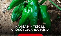 Manisa’nın tescilli ürünü tezgahlara indi, fiyatı dudak uçuklattı