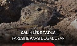 Salihli'de tarla faresine karşı doğal uyarı: Yırtıcılar korunmazsa zarar büyüyor