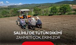 Salihli’de tütün dikimi: Zahmeti çok, ekimi zor