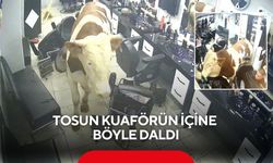 Tosun kuaförün içine böyle daldı