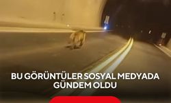 Tünelde korku dolu anlar! Ayı aracın önünde uzun süre koştu...