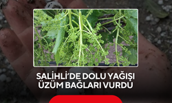 Salihli’de dolu yağışı üzüm bağları vurdu