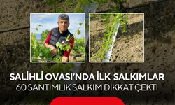 Salihli Ovası’nda ilk üzüm salkımları… 60 santimlik salkım dikkat çekti