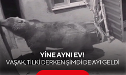 Vahşi doğanın adresi değişmedi! Vaşak ve tilkiden sonra şimdi de o geldi