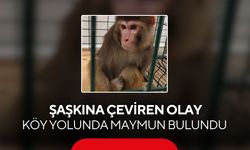 Vatandaş gördüklerine inanamadı! Köy yolunda yasaklı maymun ortaya çıktı...
