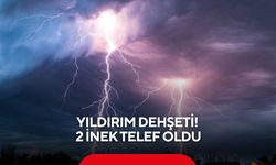 Yıldırım dehşeti! 2 inek telef oldu