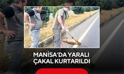 Manisa’da yaralı çakal kurtarıldı