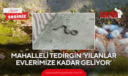 Mahalleli tedirgin ‘Yılanlar evlerimize kadar geliyor’
