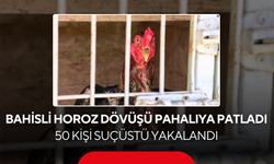 Bahisli horoz dövüşü pahalıya patladı ! 50 kişi suçüstü yakalandı