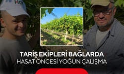 TARİŞ ekipleri bağlarda... Hasat öncesi yoğun çalışma