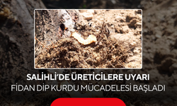 Salihli İlçe Tarım Müdürlüğü'nden üreticilere uyarı… Fidan dip kurdu mücadelesi başladı