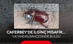 Caferbey Mahallesi'nde ilginç misafir… Vatandaş bahçesinde buldu