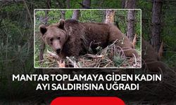 Mantar toplamaya giden kadın ayı saldırısında yaralandı