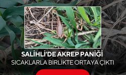 Salihli’de akrep paniği: Sıcaklarla birlikte ortaya çıktı